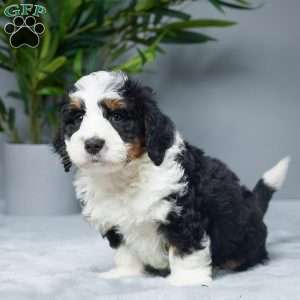 Kevin, Mini Bernedoodle Puppy